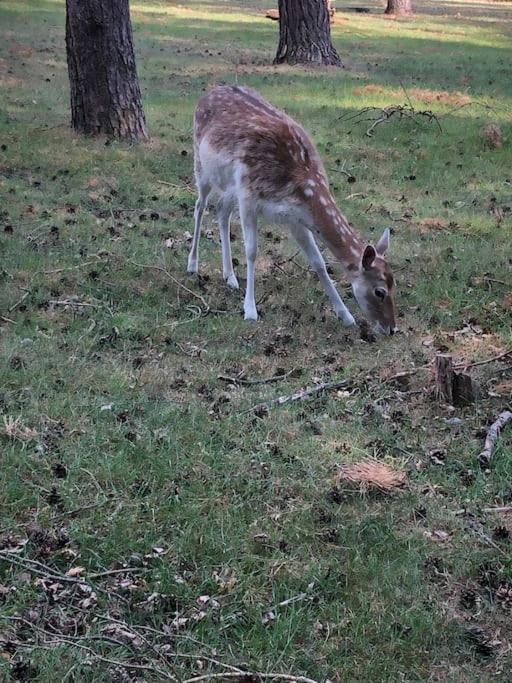 Chalé Bos “meibloempje” *