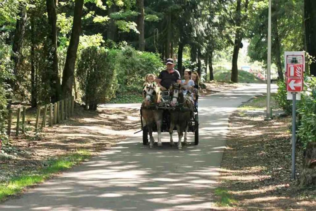 Bos “meibloempje” Chalé Lanaken